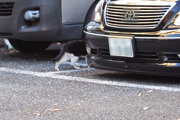 ニコル　車の影へ