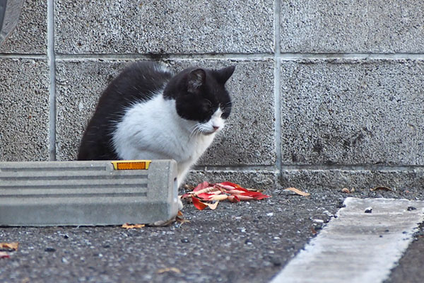 ニコル　お座りしてる