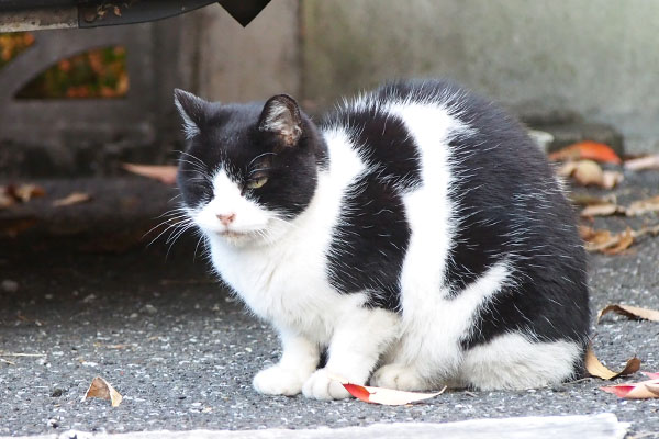 ニコル　背中を丸めて