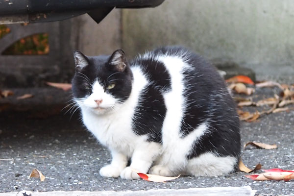 ニコル　ちょっとだけ見る