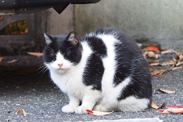 ニコル　目を閉じる