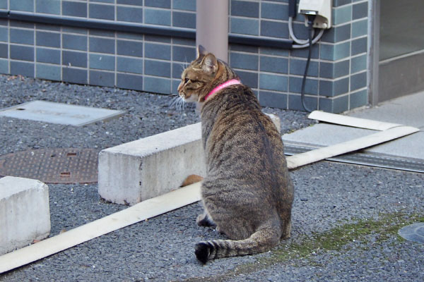 らい太　気になるものでも