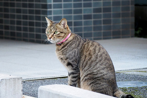 らい太　何かが気になってる