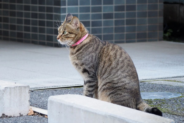 らい太　座ったまま