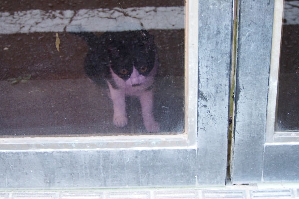 妹猫部屋でジタバタ