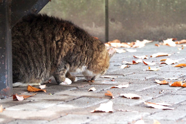 フォックス　追加のカリカリ