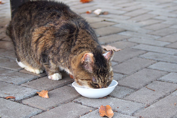 フォックス　食べる