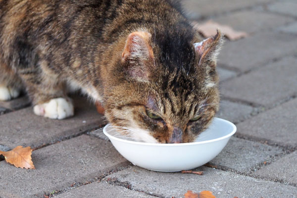 フォックス　ゆっくり食べる