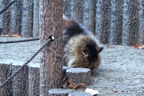 メレンゲにカリカリ