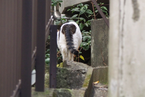 振り返る事なく　ルーフ