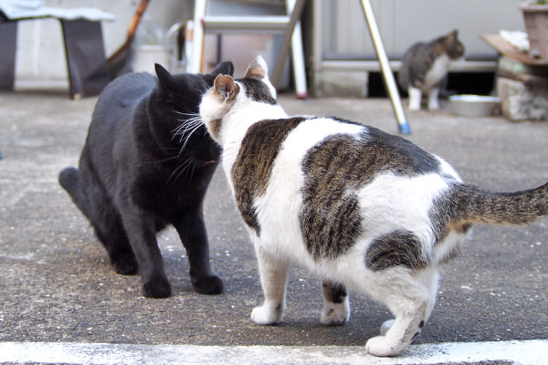 モノ太とセイ　顔の匂いまで嗅がれる