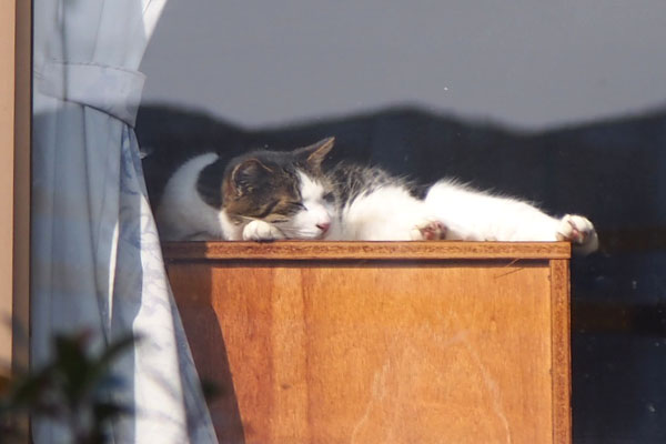 家猫さん　気持ち良さそう