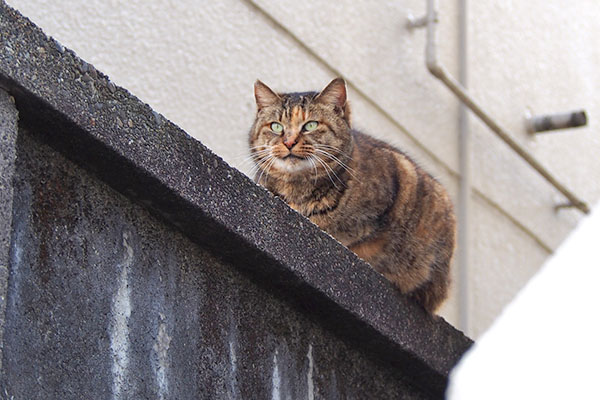 サキ　塀の上で前を見てる