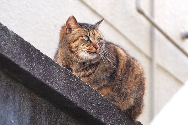 サキ　右を見てる