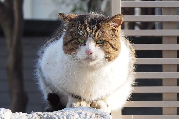 食べる前ラスト　レオ太