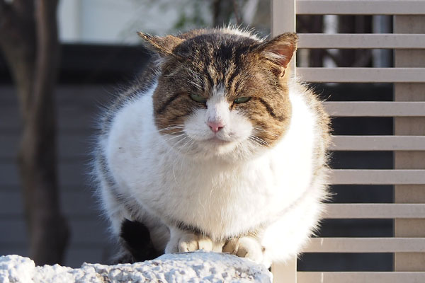 渋い顔　レオ太