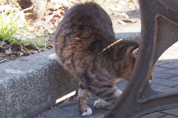 食べたにゃ　フォックス