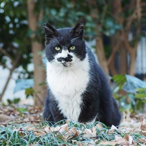 ブッチ　まっすぐ見る