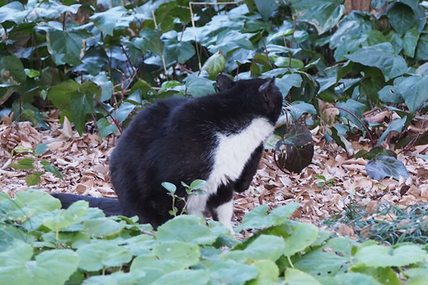 ブッチ　カキカキして