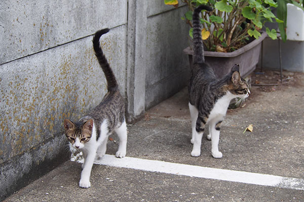 親子でしっぽ上げて