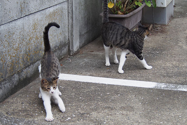 親子でしっぽ上げて２