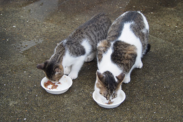 セイと食べるクー太