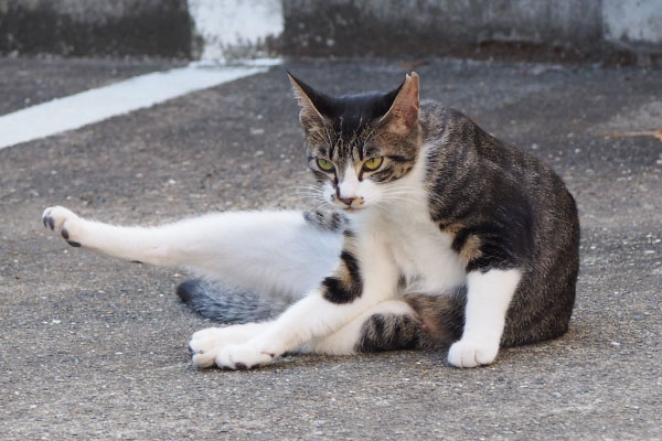 リンクス　あんよ伸ばしたまま