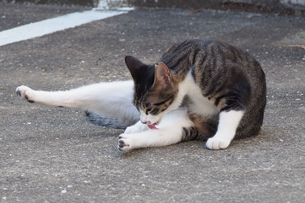 リンクス　きれいにしてる