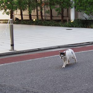 shiromaru walk together