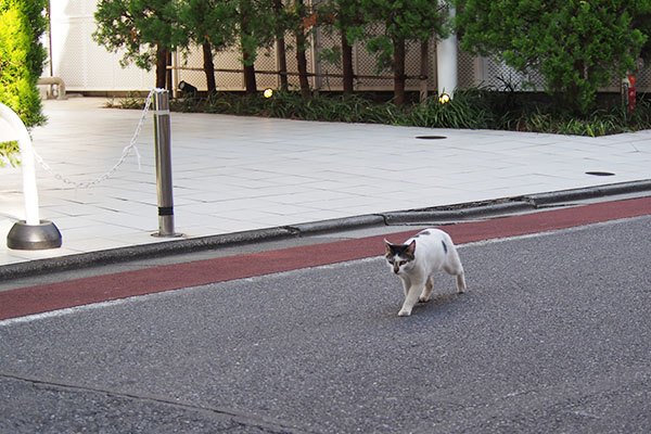 shiromaru walk together