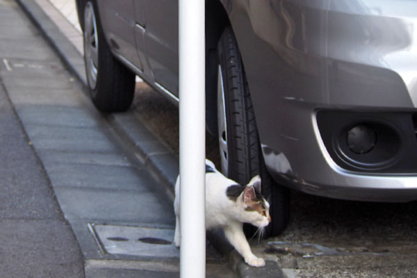 しろまる　車の下を見て