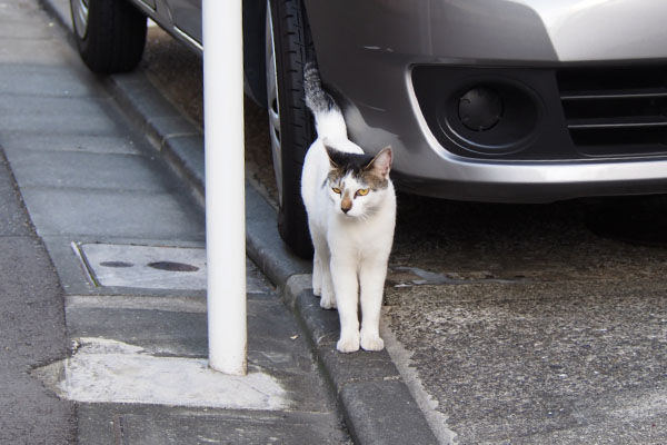 しろまる　車にぴと