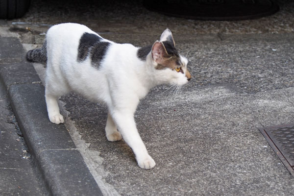 しろまる　前進する