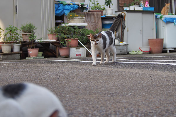 セイ　しろまるに気付く