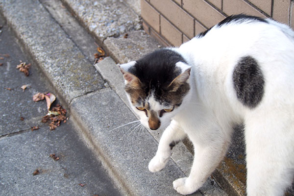 しろまる　ビルの隙間から