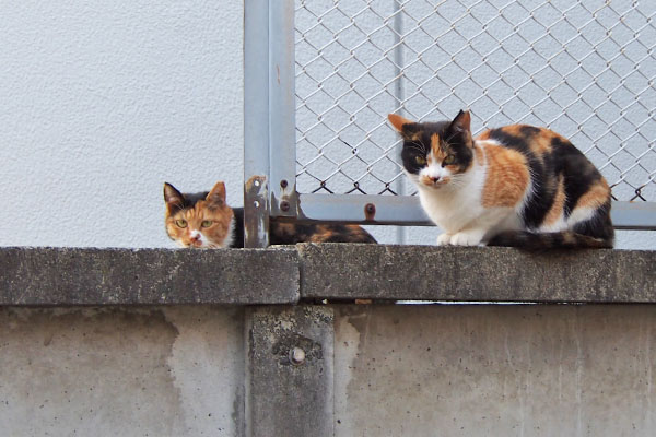 ミクとれもんのツーショット