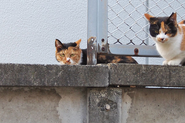 ミク　到着で隣りにれもん