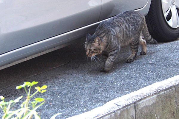 シマヲ　来ている