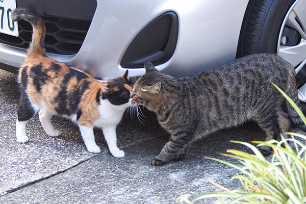 シマヲとれもん　自然に