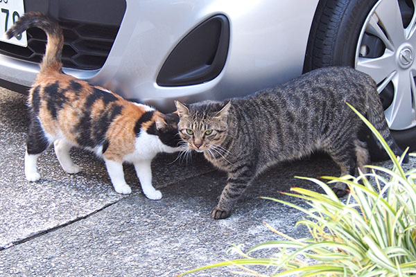 シマヲとれもん　見ちゃだめ