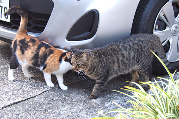 シマヲとれもん　ぐいぐい