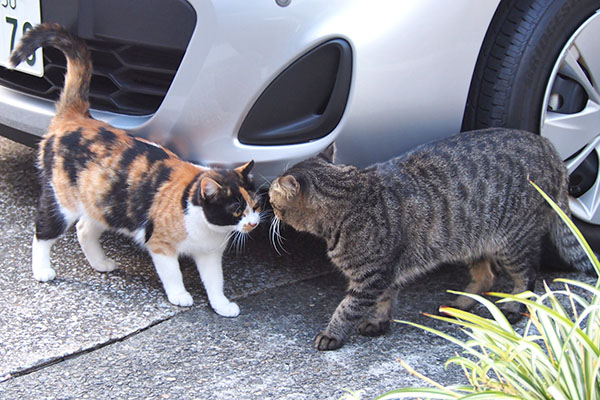 シマヲとれもん　会話中