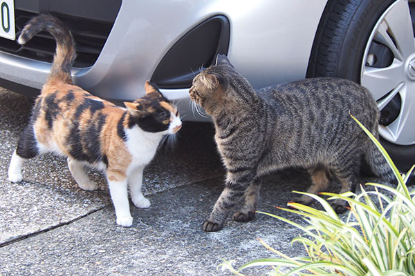 シマヲとれもん　どうしたシマヲ