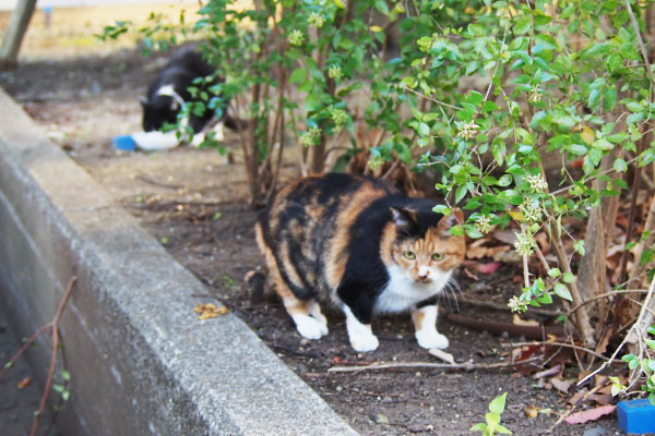 後ろで食べてるポチ