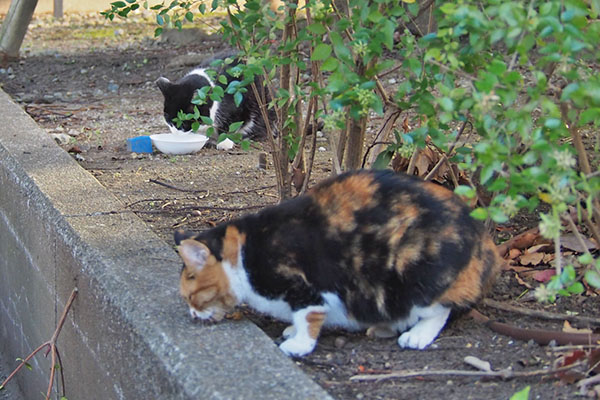 ミクも食べる