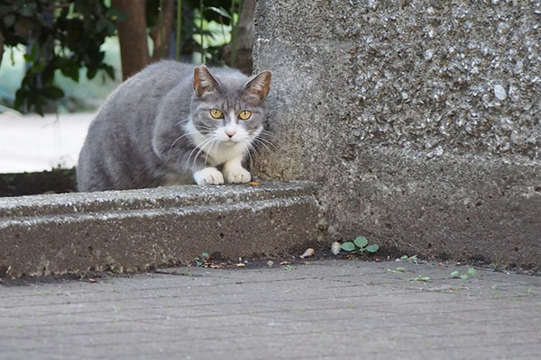 レックス　気付く