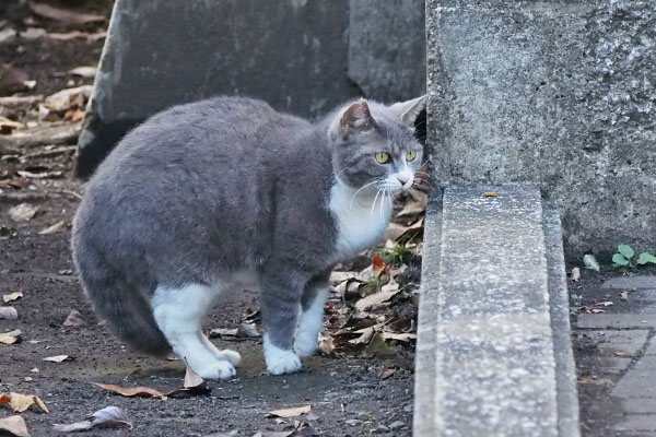 レックス　逃げずに見てた