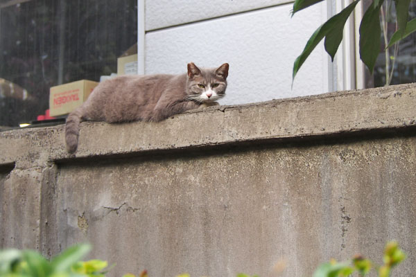 気付いた　レックス