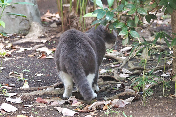 お尻向ける　レックス