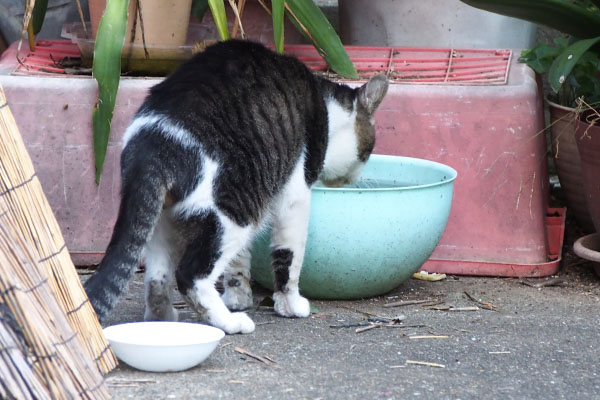 ウェットフードまるっと食べて水